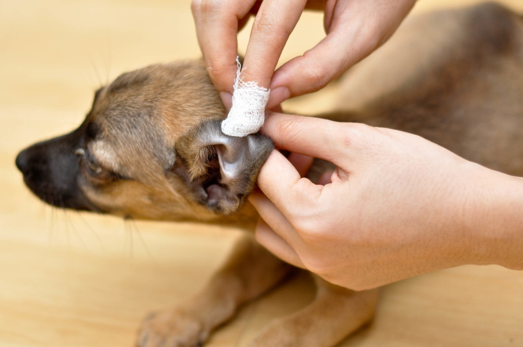 Dog Ear Care Best Dog Foods and Holistic Dog Health Remedies