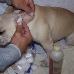 Chronic Ear Infections in Dogs