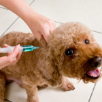 Dog Vaccines