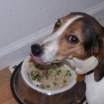 Natural Dog Food: How Hard Is It To Make?
