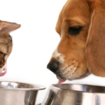 Pet Food: Finding The Right Type For Your Dog