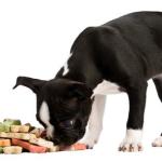 Natural Dog Food - Give Your Dog The Best
