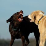 Sudden Aggression in Dog Toward Sibling