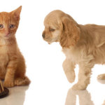 Pet Food - Tips on Picking the Right One for Your Dog