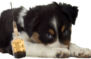 Vaccinations for dogs