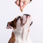 Have An Obedient Dog by Using Dog Training Treats