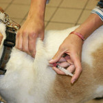 How To Manage Canine Diabetes
