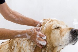 Self Service Dog Wash