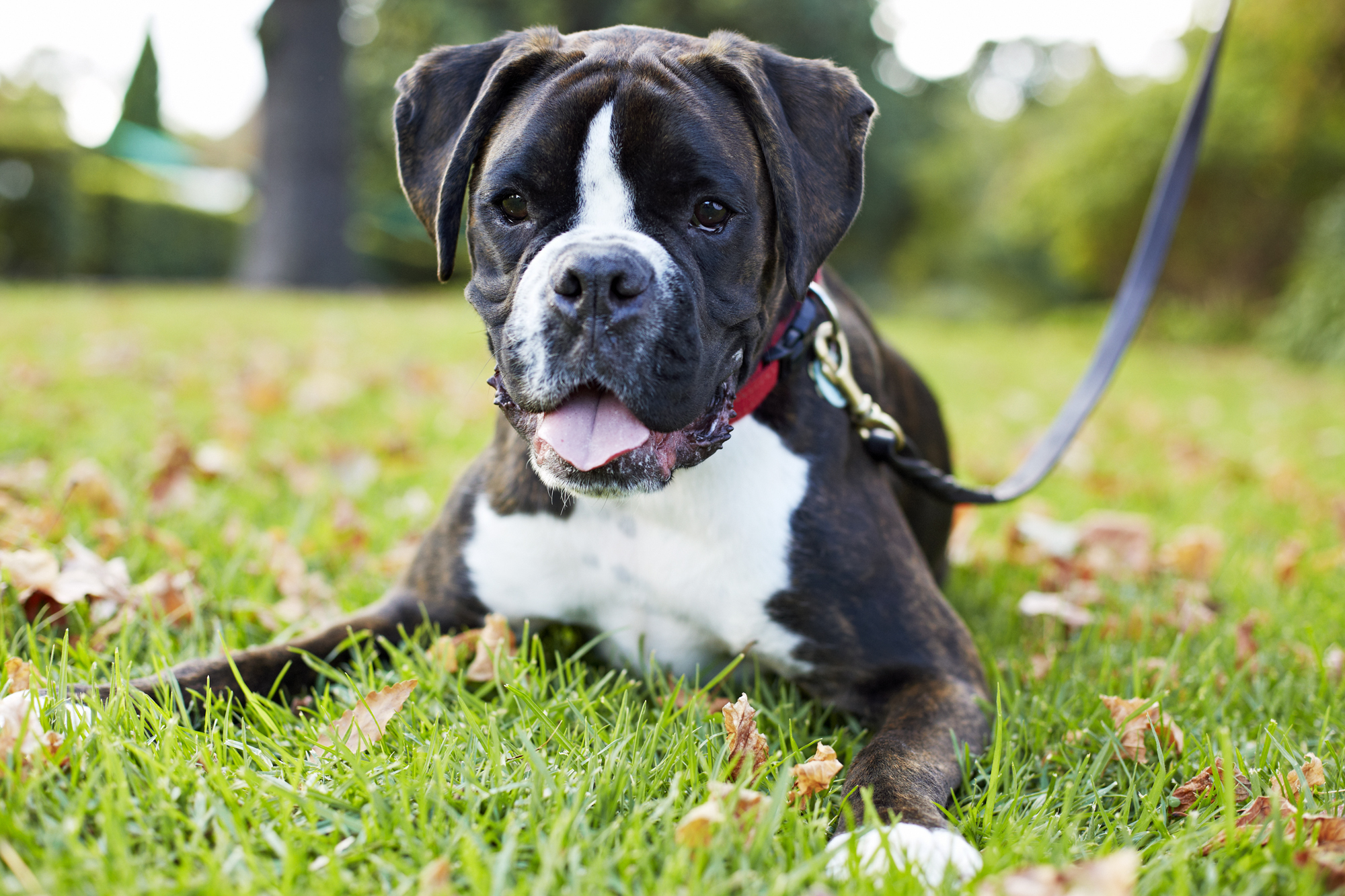 Low Protein Dog Food Best Dog Foods and Holistic Dog Health Remedies