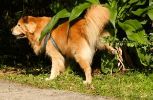Dog Urinary Tract Infection
