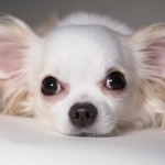 Chihuahua Breed1