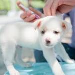Vaccinations for dogs1
