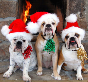 Holiday Pet Care