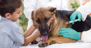 Vaccinations for Older Dogs