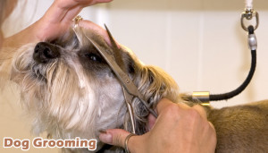 Dog Grooming Training