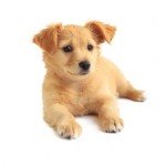 Best Dog Food for Puppies2