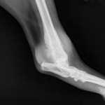 Dog Bone Cancer xray